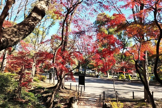 もみじ谷の紅葉｜もみじ谷の頂上へと続く道