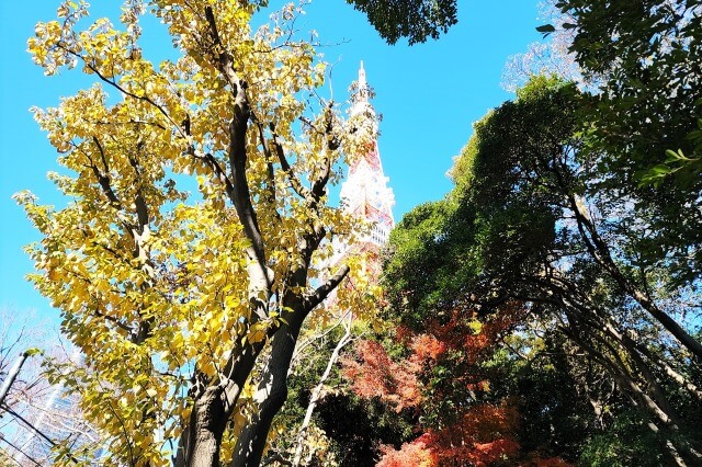 もみじ谷の紅葉｜もみじ谷の頂上へと続く道