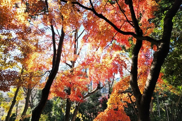 もみじ谷の紅葉｜もみじ谷の頂上へと続く道