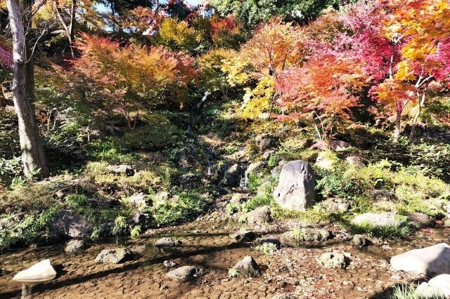 もみじ谷の紅葉｜もみじの滝と東京タワー