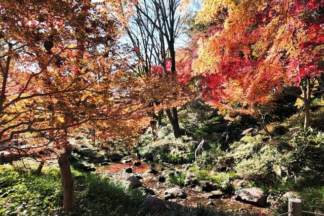 もみじ谷の紅葉｜もみじの滝と東京タワー