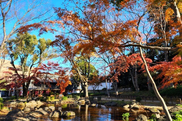 芝公園弁天池の紅葉のみどころ