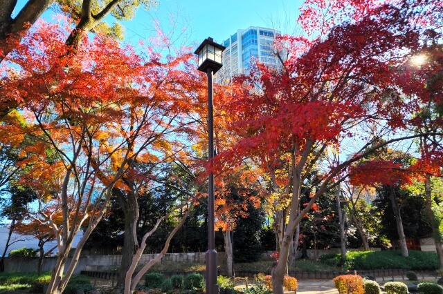 芝公園弁天池の紅葉のみどころ