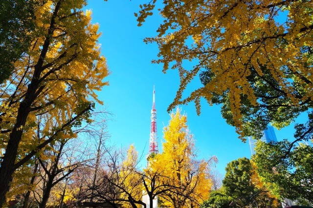 芝公園4号地児童遊園の紅葉のみどころ