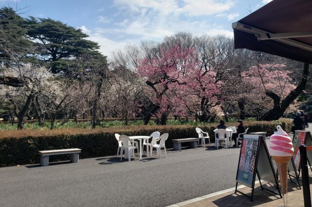 新宿御苑の梅の見どころ①｜レストランゆりのきの周辺