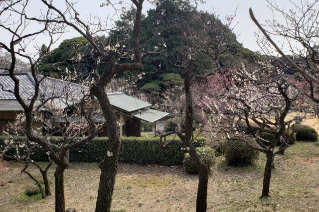 新宿御苑の梅の見どころ②｜茶室楽羽亭の周辺