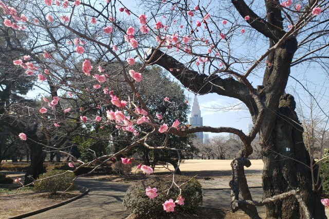 新宿御苑の梅の見どころ③｜玉藻池の周辺