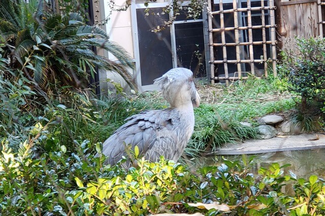 上野動物園のハシビロコウ