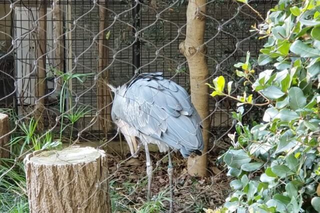 上野動物園のハシビロコウは動きます｜ミリーはウロウロしていました