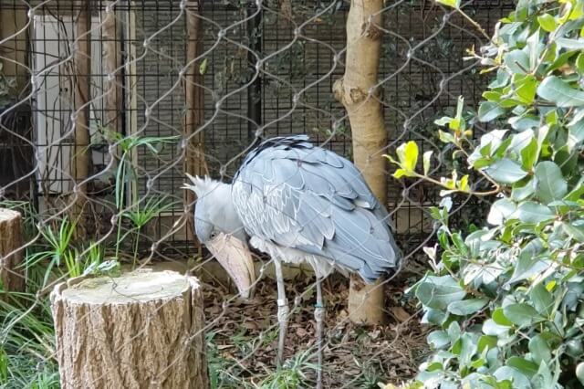 上野動物園のハシビロコウは動きます｜ミリーはウロウロしていました