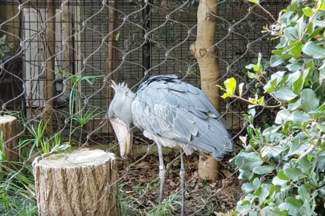 上野動物園のハシビロコウは動きます｜ミリーはウロウロしていました