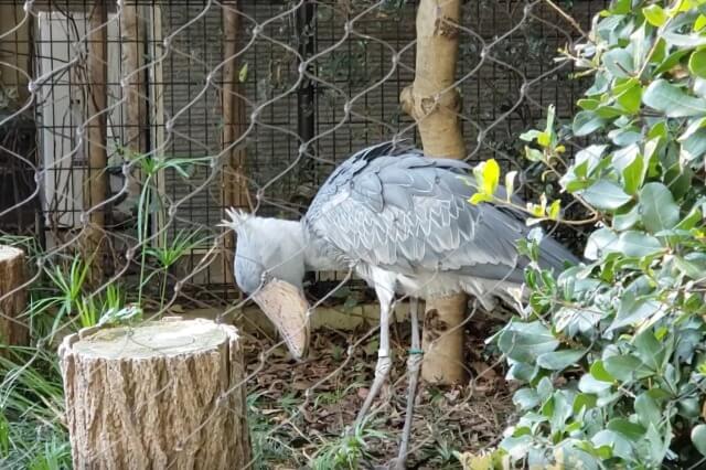 上野動物園のハシビロコウは動きます｜ミリーはウロウロしていました