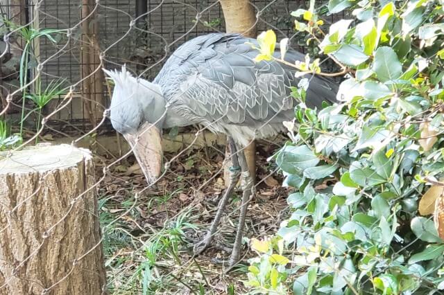 上野動物園のハシビロコウの名前｜アサンテ/サーナ/ミリー/ハトゥーウェ