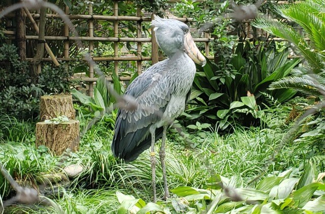 上野動物園のハシビロコウの名前｜アサンテ/サーナ/ミリー/ハトゥーウェ