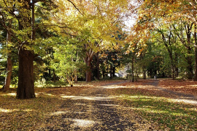 昭和記念公園の紅葉サイクリング