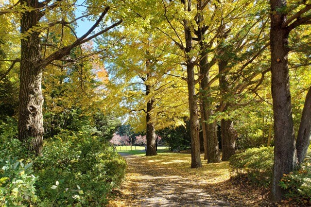 昭和記念公園の紅葉サイクリング｜①西立川口～１サークル