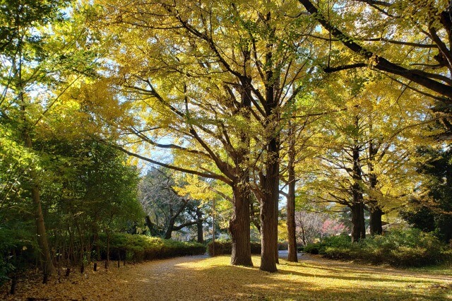 昭和記念公園の紅葉サイクリング｜①西立川口～１サークル