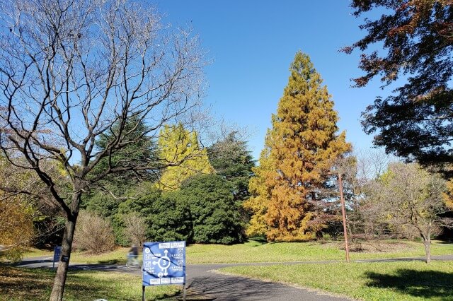 昭和記念公園の紅葉サイクリング｜②２サークル