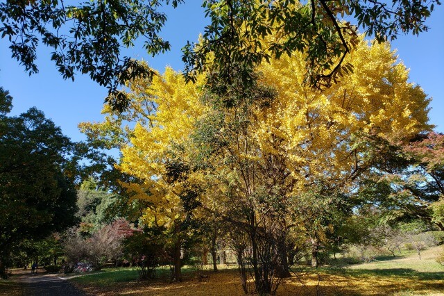 昭和記念公園の紅葉サイクリング｜③みんなの原っぱ北