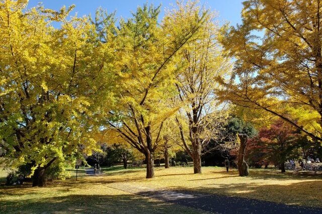 昭和記念公園の紅葉サイクリング｜③みんなの原っぱ北