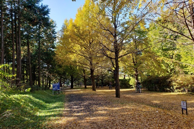 昭和記念公園の紅葉サイクリング｜④玉川上水口～こもれびの丘北