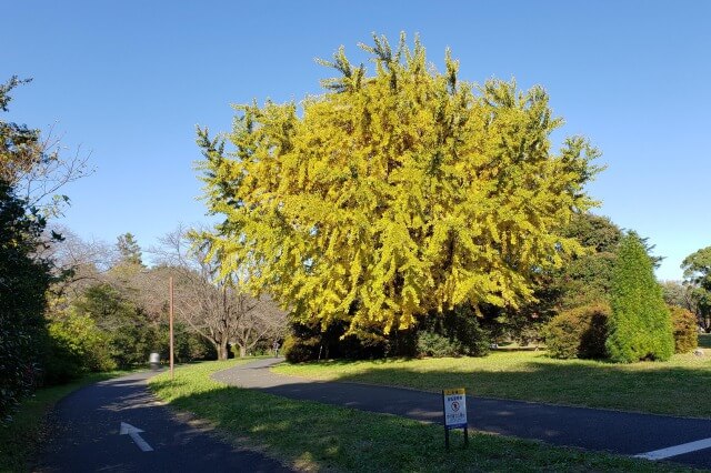 昭和記念公園の紅葉サイクリング｜⑤うんどう広場