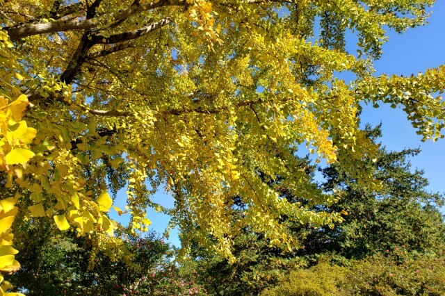 昭和記念公園の紅葉サイクリング｜⑤うんどう広場