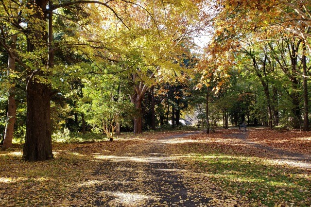 昭和記念公園の紅葉サイクリング｜⑥立川口～１サークル