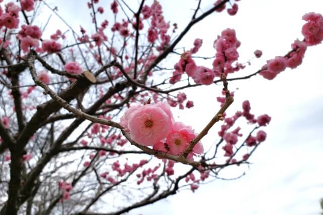 昭和記念公園の梅