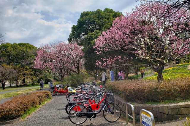 昭和記念公園の梅の見どころ①｜花木園の梅園