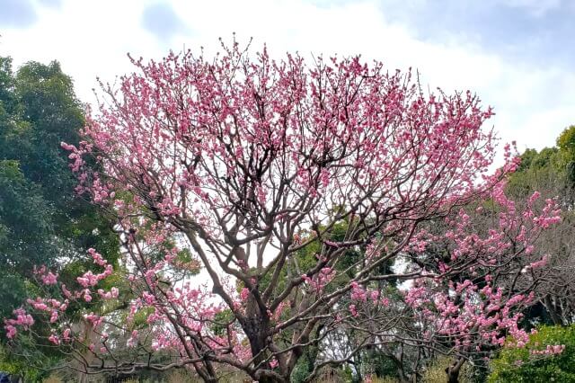 昭和記念公園の梅の見どころ①｜花木園の梅園