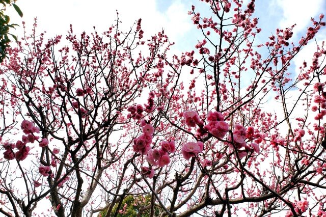 昭和記念公園の梅の見どころ①｜花木園の梅園