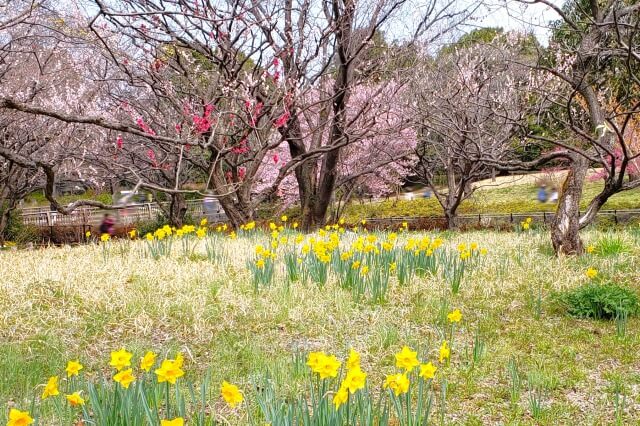 昭和記念公園の梅の見どころ①｜花木園の梅園