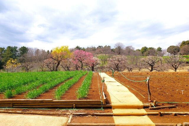 昭和記念公園の梅の見どころ②｜こもれびの里の梅の木