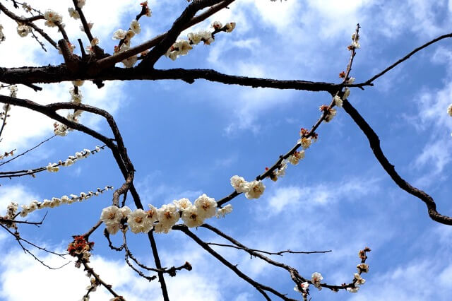 昭和記念公園の梅の見どころ②｜こもれびの里の梅の木