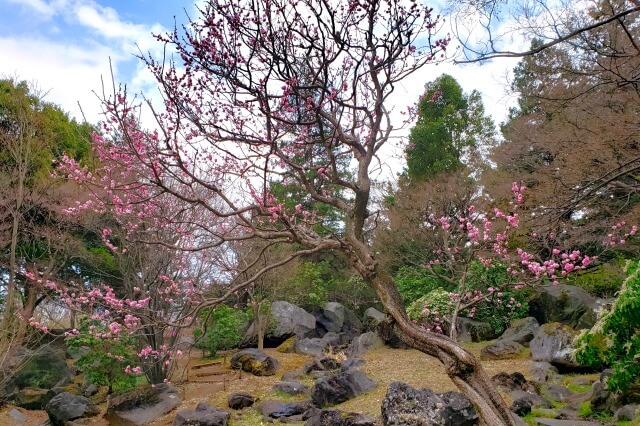 昭和記念公園の梅の見どころ③｜こもれびの池の梅林