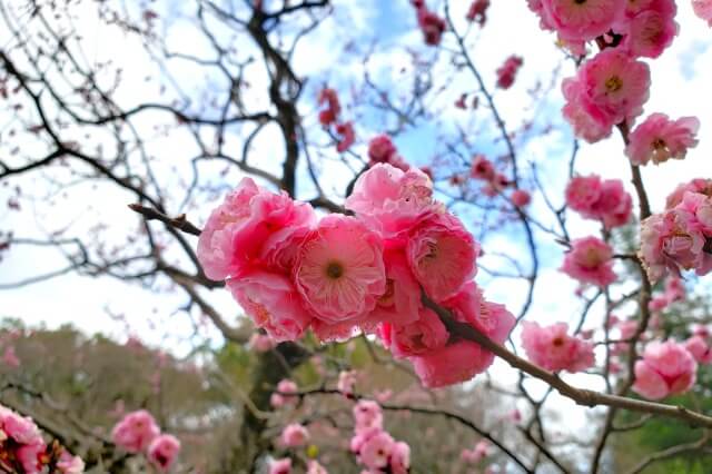 昭和記念公園の梅の見どころ③｜こもれびの池の梅林