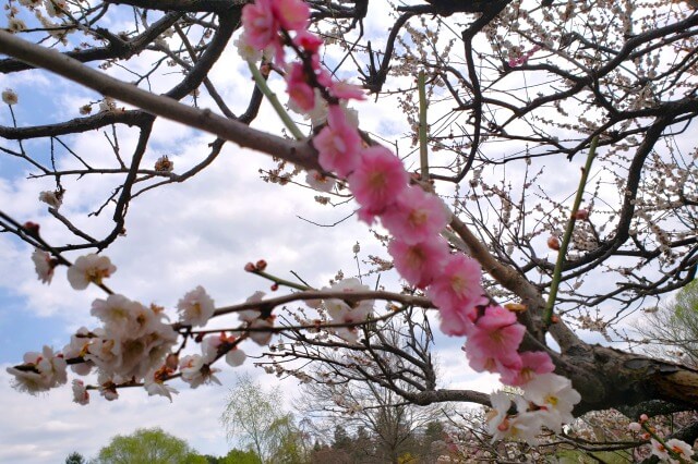 昭和記念公園の梅の見どころ③｜こもれびの池の梅林