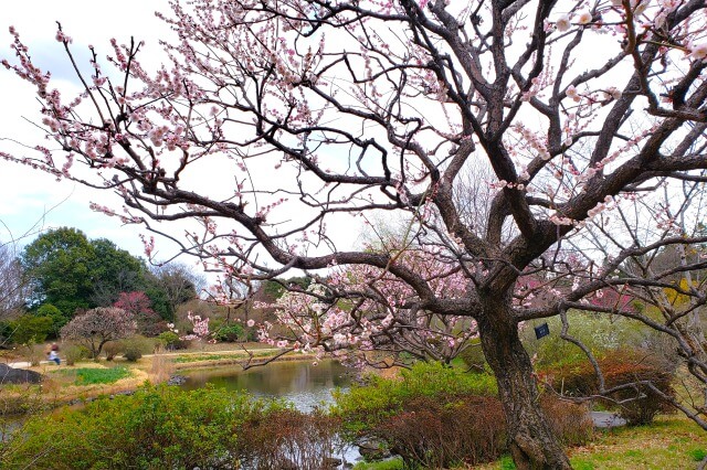 昭和記念公園の梅の見どころ③｜こもれびの池の梅林