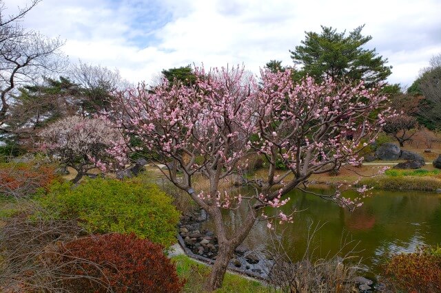 昭和記念公園の梅の見どころ③｜こもれびの池の梅林