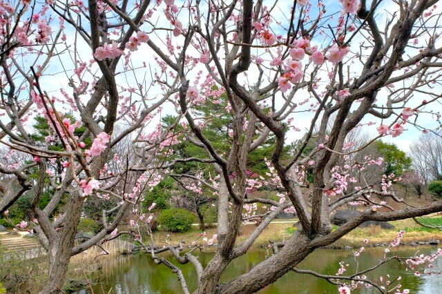 昭和記念公園の梅の見どころ③｜こもれびの池の梅林