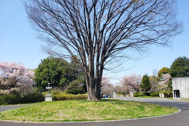 昭和記念公園の無料エリア(みどりの文化ゾーン)