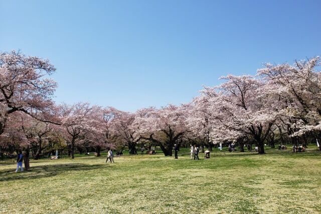 昭和記念公園の桜(花見)スポット｜桜の園