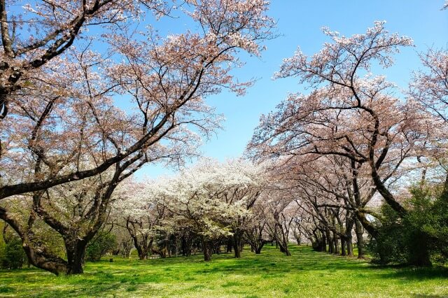 昭和記念公園の桜(花見)スポット｜桜の園