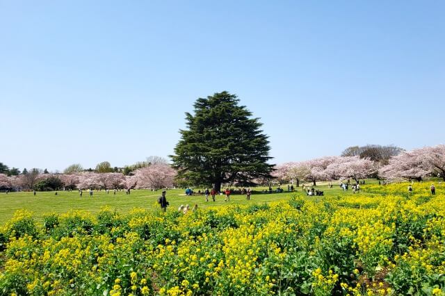 昭和記念公園の桜(花見)スポット｜みんなの原っぱ東花畑