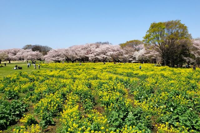 昭和記念公園の桜(花見)スポット｜みんなの原っぱ東花畑