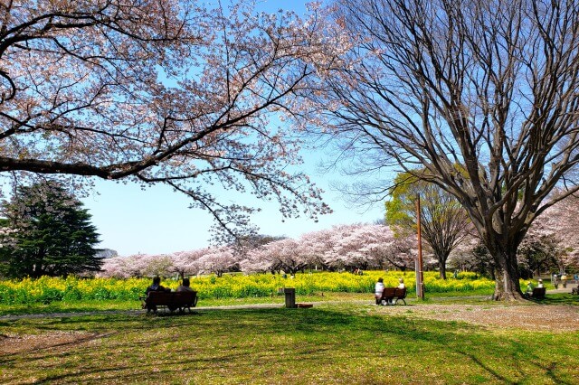 昭和記念公園の桜(花見)スポット｜みんなの原っぱ東花畑