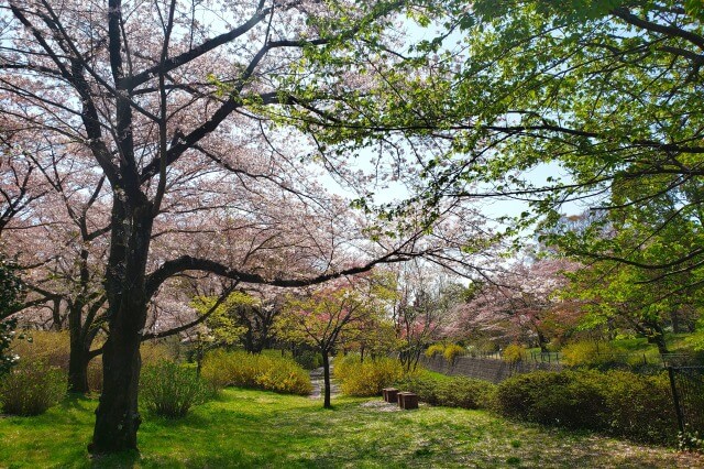 昭和記念公園の桜(花見)スポット｜旧桜の園