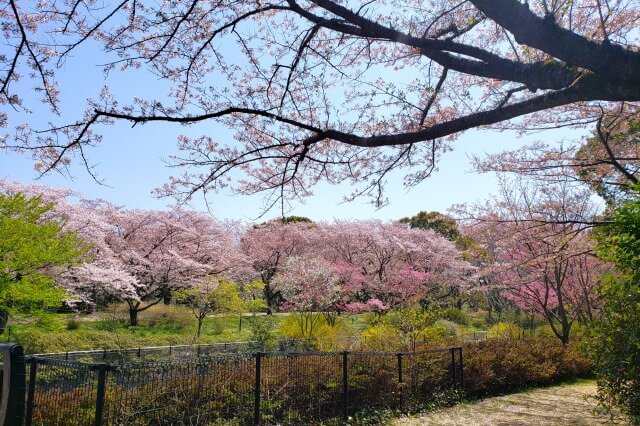 昭和記念公園の桜(花見)スポット｜残堀川沿い