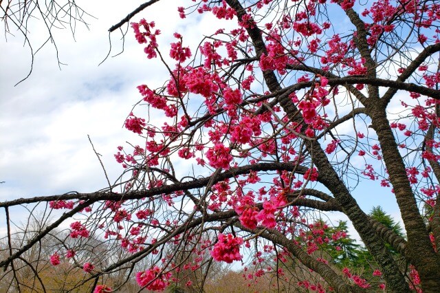 昭和記念公園の桜(花見)スポット｜残堀川沿い